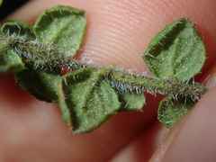 Prostanthera rhombea
