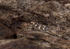 Stagmatophora argyrostrepta