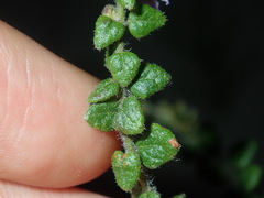 Prostanthera rhombea