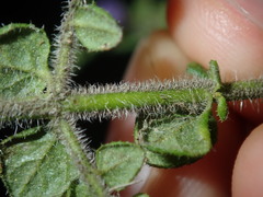 Prostanthera rhombea