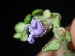 Prostanthera rhombea
