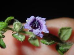 Prostanthera rhombea