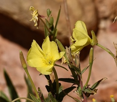 Oenothera elata hookeri