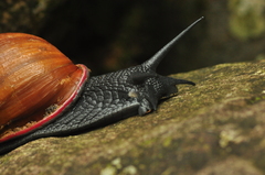 Megalobulimus ovatus