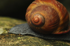 Megalobulimus ovatus