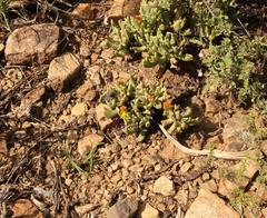 Rhombophyllum dolabriforme