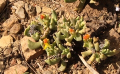 Rhombophyllum dolabriforme