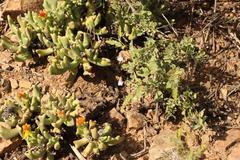 Rhombophyllum dolabriforme