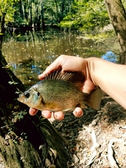 Centrarchus macropterus