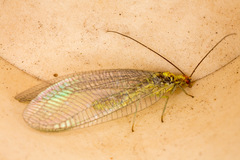 Nothochrysa fulviceps