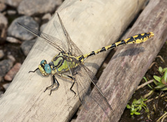 Ophiogomphus morrisoni