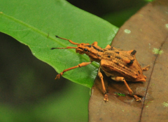 Platyomus nodipennis