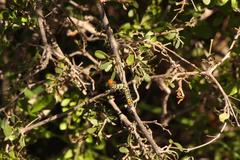 Rhoicissus tridentata tridentata