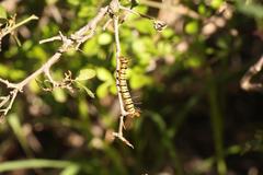 Rhoicissus tridentata tridentata