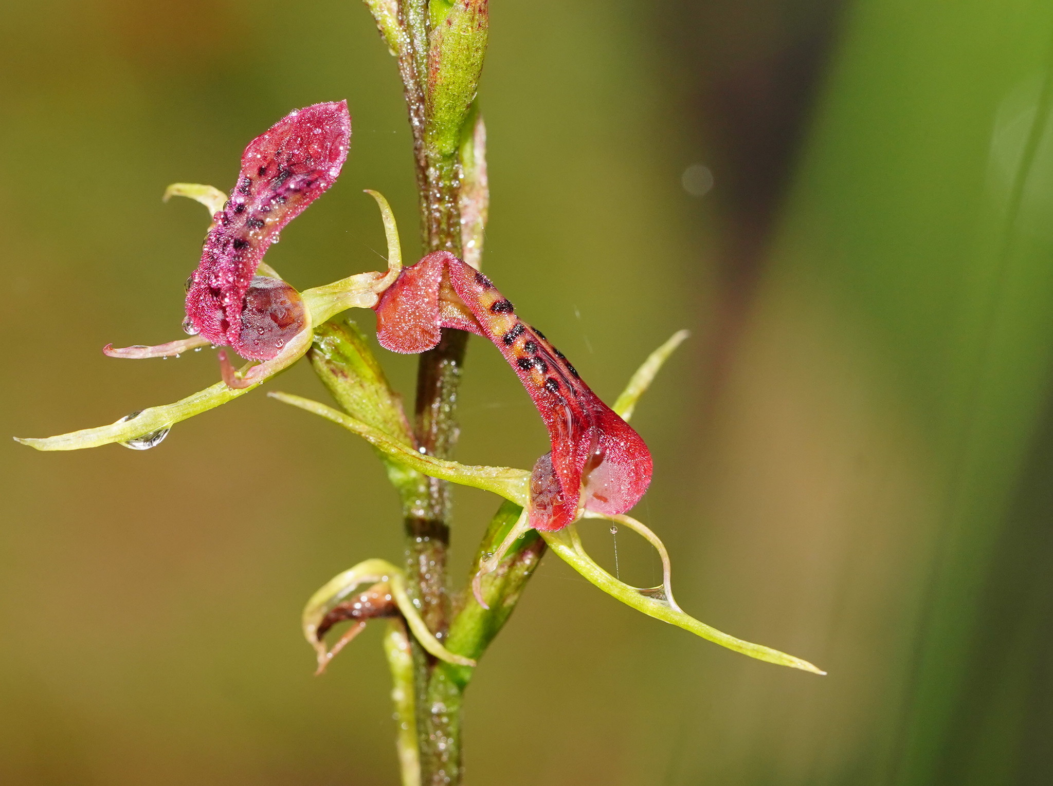 Cryptostylis