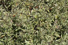 Atriplex paludosa paludosa