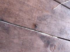 Menemerus bivittatus