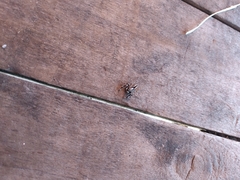 Menemerus bivittatus