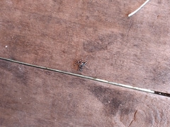 Menemerus bivittatus