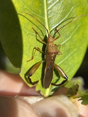 Hyalymenus longispinus