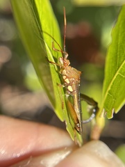 Hyalymenus longispinus