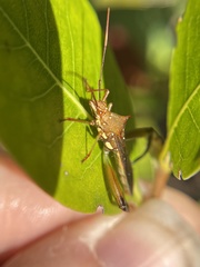 Hyalymenus longispinus