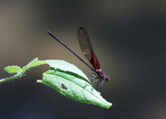 Hetaerina rosea