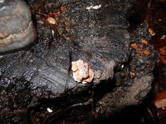 Gloeophyllum concentricum