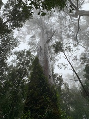 Eucalyptus regnans