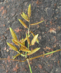 Cyperus chrysanthus image