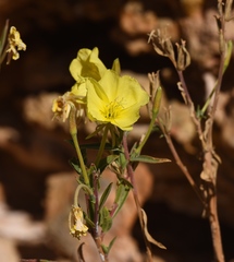 Oenothera elata hookeri