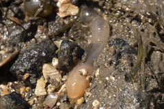 Leptosynapta dolabrifera