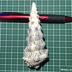 Cerithium nodulosum