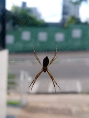 Argiope argentata