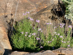 Cleome oxyphylla robusta