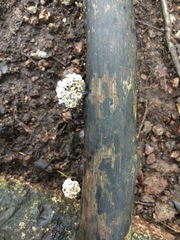 Xylaria flabelliformis