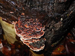 Gloeophyllum concentricum