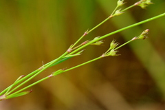 Cordylostigma virgatum