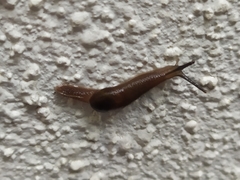 Ostracolethinae