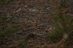 Drosera roseana