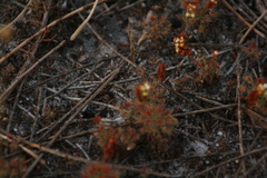 Drosera roseana
