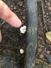 Xylaria flabelliformis