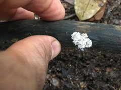 Xylaria flabelliformis