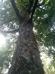 Magnolia santanderiana