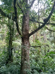 Magnolia santanderiana