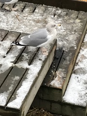 Larus argentatus