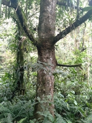 Magnolia santanderiana