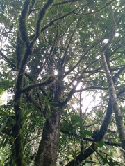 Magnolia santanderiana