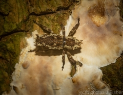 Poropterus angustatus