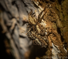 Poropterus angustatus